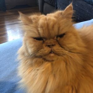 Meet your Posher, Dawn